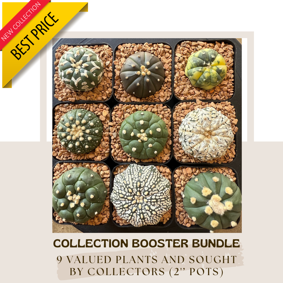 A. Asterias Cv Goryo Fukuryo Superkabuto (2.5'' Pot) 0037B — Madam